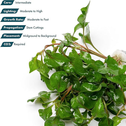 SubstrateSource Live Plants – Alternanthera Amabilis Tricolor – Moderate to High Light, Green, Pink/Red, Yellow/Golden Hues, Midground to Background Accent – Lead Bunch, 1 Pack