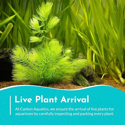 Live Aquarium 6 Hornwort Coontail Indoor Plants - Excellent Aquarium Plant - Beautiful Effect to Aquarium - Fast Growth, Long Lasting & Easy to Care Aquatic Plants - Pack 6