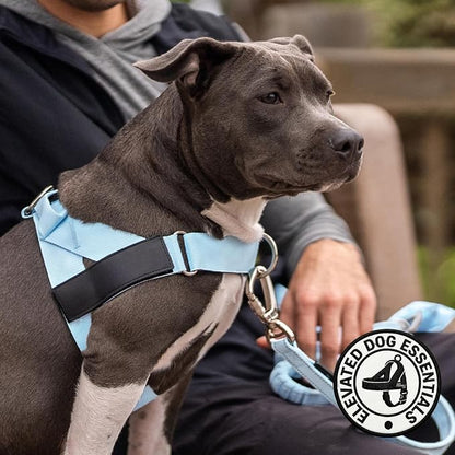 Dog Friendly Co. Dog Harness for Small Dogs (Sky Blue, Small) | One Click Buckle, Chafe Resistant Webbing, Adjustable Neck & Chest, and Heavy Duty D-Ring, Sturdy Comfortable and Easy to Use