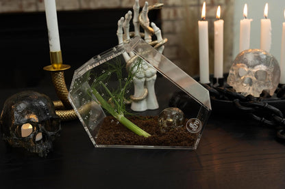 Coffin Shaped Jumping Spider Enclosure 9.5”x7.5”x5” Tarantula Enclosure Reptile Terrarium w/Sliding Magnetic Door. Great Reptile Tank Acrylic Aquarium Spider Box for Terrestrial or Arboreal Animal.