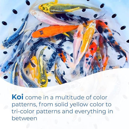 Toledo Goldfish Standard Fin Koi, Variety of Colors and Patterns - Beautiful Live Fish Perfect for Ponds, Tanks, and Aquariums - 5-6 Inches, 5 Count