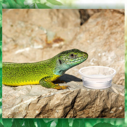 Maxcheck 1000 Pcs 0.5 oz Gecko Feeding Cups Small Gecko Food and Water Cups Reptile Feeding Bowls Plastic Bearded Dragon Food Bowl for Lizard Small Pet Ledge Accessories