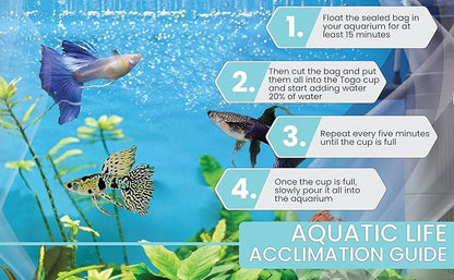 D&A Tropical Live Fish - Blue Grass Ribbons Guppy Live Fish for Aquariums, Freshwater (1 Trio (1Male, 2 Female)