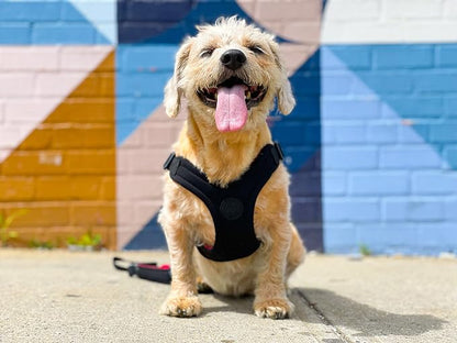 Gooby Escape Free Sport Dog Harness, Choke-Free, Black, Large | Patented escape-free frame; Reduces choking; 4-point adjustment; Soft neoprene padding; Durable webbed straps