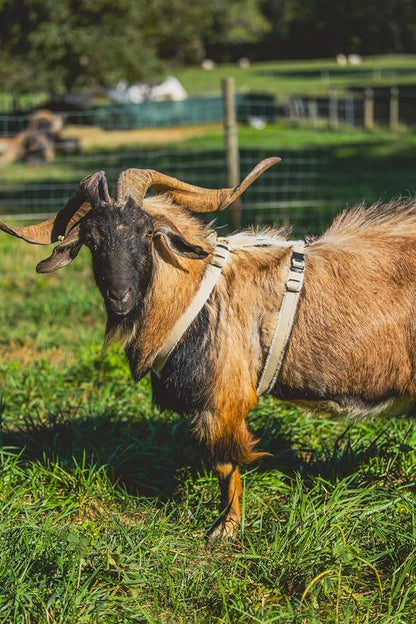 Goat Harness, Asatre Sheep Livestock Hemp Goat Halter, Small to X-Large, Fleece Lined, Multi-Clasp, Machine Washable Soft Durable Restraint (X-Large)
