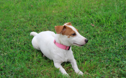 Mikivery Nylon Dog Collar with Quick Release Buckle Soft Adjustable Sturdy for Small Medium Large Dogs Pink,M