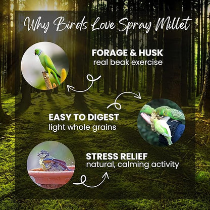 Danodia's Zoolulu Foxtail Spray Millet for Birds 300 g (0.66 lb/ 10.6oz) | All-Natural Sun-Dried Non-GMO Treats | Parakeets, Budgies, Finches, Canaries, Cockatiels & Lovebirds