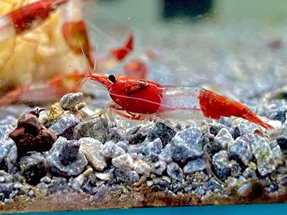 Las Vegas Exotic Fish™ Neocaridina Shrimp Live Freshwater Shrimp Aquarium Inverts (Live Guarantee or Replacemnt is Free) (Mix, 20) Free Plant