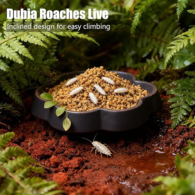 12-Pack Small Reptile Feeding Dish, Colorful Feeder Bowls for Dubia Roaches, Isopods, Springtails & Dwarf Invertebrates for Terrarium & Enclosure