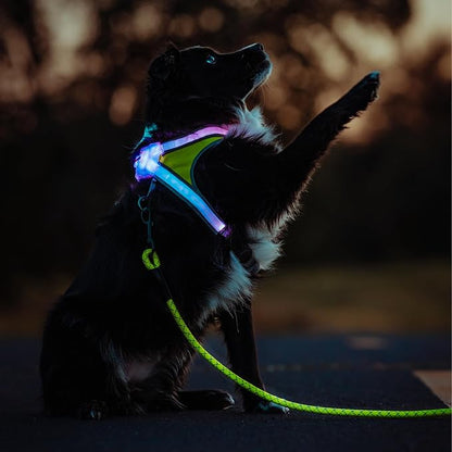noxgear LightHound Light Up Reflective Dog Harness and Leash, X-Large | 360° Light Up Reflective Dog Harness, 8 Colors & 6 Modes, USB Rechargeable, Adjustable, Rainproof, LED Fiber Optic
