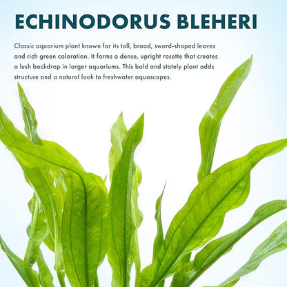 SubstrateSource Amazon Sword Echinodorus Bleheri Live Plant for Freshwater Aquariums, Natural Fish Tank Decorations, and Aquatic Decor (3 Pots (6-9 Plants))