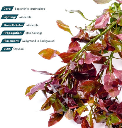 SubstrateSource Live Plant - Ludwigia Ovalis - Easy Care, Moderate to High Light, Green to Orange Accent, Freshwater Aquatic Plant for Aquascaping - Lead Bunch