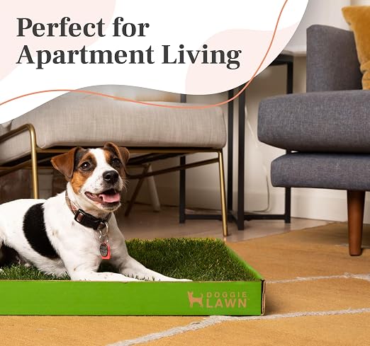 DoggieLawn Real Grass Dog Pee Pads w/ Tray - Standard Dog Potty Pad 24x16 | No-cleaning, odor-reducing puppy potty training pad for housebreaking, indoor or outdoor use, real grass, replace when needed