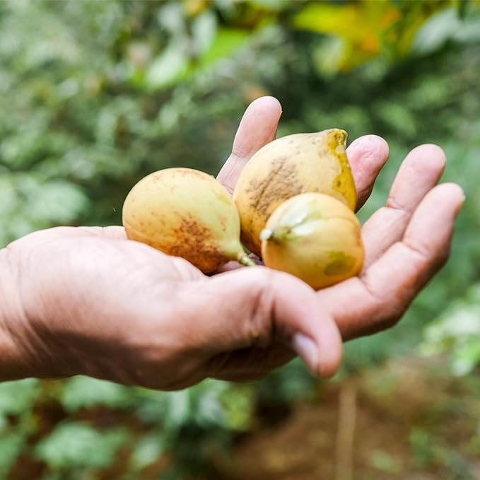 Nutmeg Essential Oil