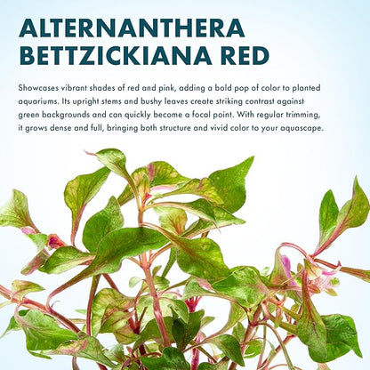 SubstrateSource Alternanthera Bettzickiana - Decorative Live Aquatic Plant for Terrariums and Paludariums - (Bettzickiana, 1 Bunch)