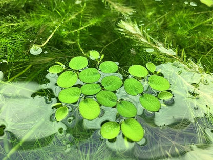 Water Spangle, Salvinia Minima, Live Aquarium/Aquatic/Freshwater/Floating/Pond Plant/Planted Tank/Aquascaping/Paludarium by Aquarium Plant Center (24 Plants, 120+ Leaves)