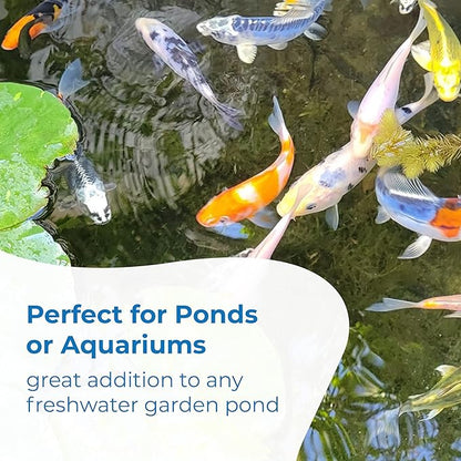 Toledo Goldfish Standard Fin Koi, Variety of Colors and Patterns - Beautiful Live Fish Perfect for Ponds, Tanks, and Aquariums - 5-6 Inches, 5 Count