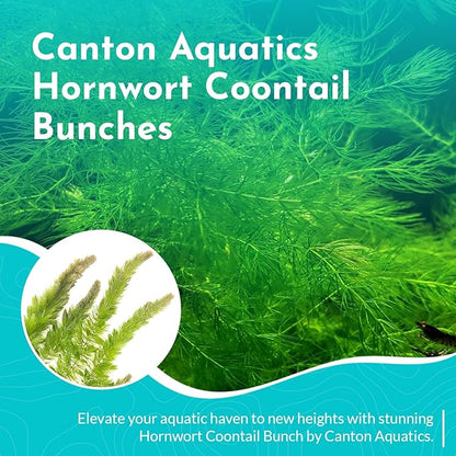 Live Aquarium 6 Hornwort Coontail Indoor Plants - Excellent Aquarium Plant - Beautiful Effect to Aquarium - Fast Growth, Long Lasting & Easy to Care Aquatic Plants - Pack 6