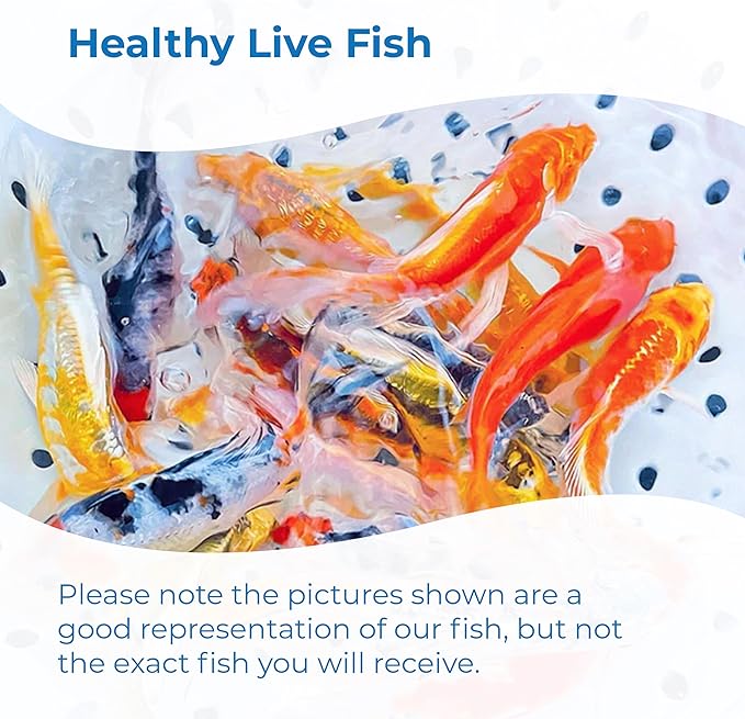 Toledo Goldfish Standard Fin Koi, Variety of Colors and Patterns - Beautiful Live Fish Perfect for Ponds, Tanks, and Aquariums - 5-6 Inches, 5 Count
