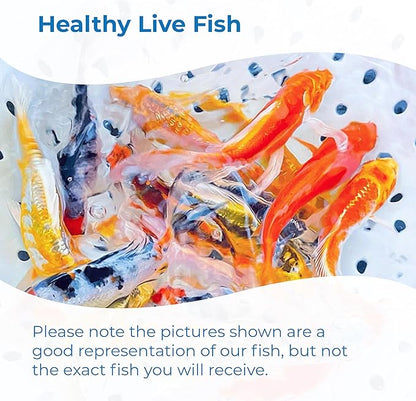 Toledo Goldfish Standard Fin Koi, Variety of Colors and Patterns - Beautiful Live Fish Perfect for Ponds, Tanks, and Aquariums - 5-6 Inches, 5 Count