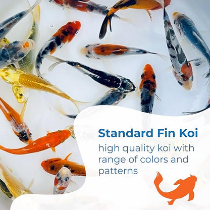 Toledo Goldfish Standard Fin Koi, Variety of Colors and Patterns - Beautiful Live Fish Perfect for Ponds, Tanks, and Aquariums - 5-6 Inches, 5 Count