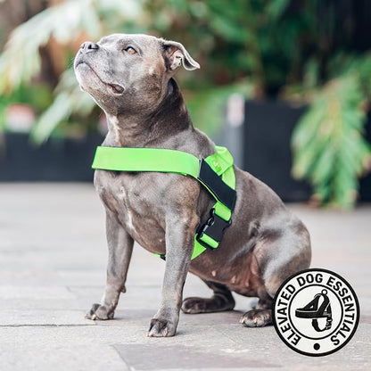 Dog Friendly Co. Dog Harness for Small Dogs (Neon Green, Extra Small) | One Click Buckle, Chafe Resistant Webbing, Adjustable Neck & Chest, and Heavy Duty D-Ring, Sturdy Comfortable and Easy to Use