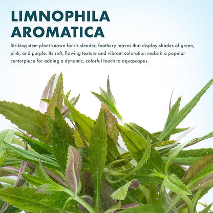 SubstrateSource Live Aquarium Stem Plants - Freshwater Aquatic Plant for Fish Tanks, Aquascaping - (Limnophila Aromatica, 1 Bunch)