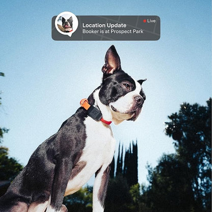 Fi Mini GPS Tracker for Dogs — 12-Month Membership Included — Smart Pet