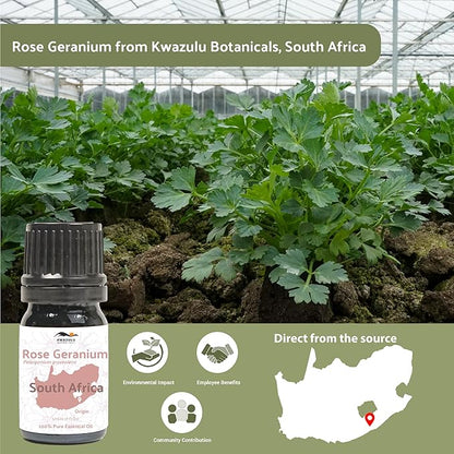 Rose Geranium Essential Oil