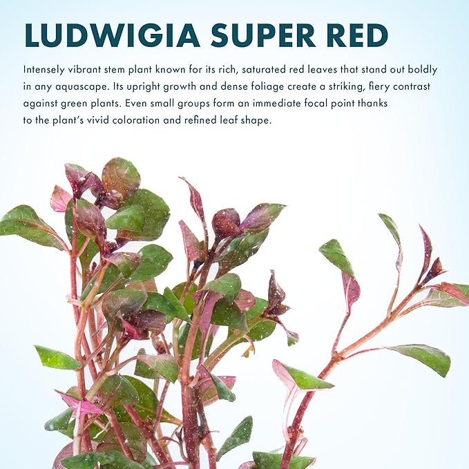 SubstrateSource Live Aquarium Red Stem Plants - Freshwater Aquatic Plant for Fish Tanks, Aquascaping - (Lemon Bacopa Caroliniana, 4 Bunches)