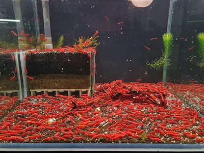 Las Vegas Exotic Fish™ 10 Fire Red Neocaridina Shrimp Live Freshwater Shrimp Aquarium Inverts (Fire Red)