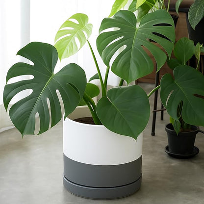 D'vine Dev 12 Inch Ceramic Planter Pot, White/Grey, 94-O-F-6 | Modern Cylinder Design, Drainage Hole & Saucer Included, Stable Structure, Elegant Home Accent