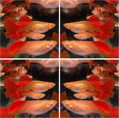 D&A Tropical Full RED Guppy - Abino Live Fish (1 Male, 2 Females) for Freshwater Aquariums