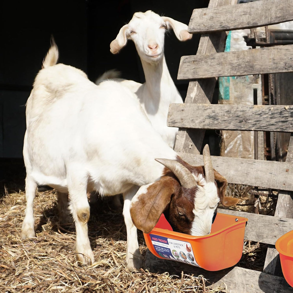 Goovilla Chicken Feeder Waterer, Hanging or Screw-in Fence Feeder with Clips, 2 Pack 5 Quart Goat Feeder Supplies, Duck Piglet Sheeple Coop Dog Livestock Poultry Plastic Feeder Trough Bucket, Orange