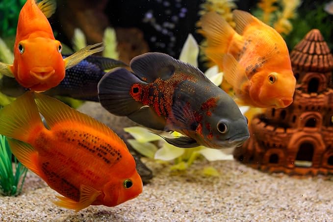 S&C AQUATICS MINI Beefheart & Soft BIT Mix,Beef Heart,Discus Food,Angel Fish Food,Cichlids (10oz) A8
