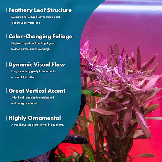 SubstrateSource Live Aquarium Stem Plants - Freshwater Aquatic Plant for Fish Tanks, Aquascaping - (Limnophila Aromatica, 1 Bunch)