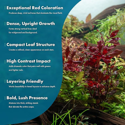 SubstrateSource Live Aquarium Red Stem Plants - Freshwater Aquatic Plant for Fish Tanks, Aquascaping - (Lemon Bacopa Caroliniana, 4 Bunches)