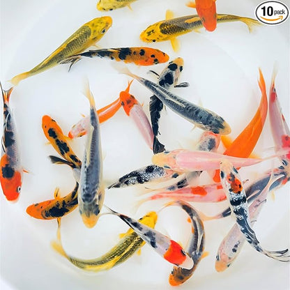 Toledo Goldfish Standard Fin Koi, Variety of Colors and Patterns - Beautiful Live Fish Perfect for Ponds, Tanks, and Aquariums - 5-6 Inches, 10 Count