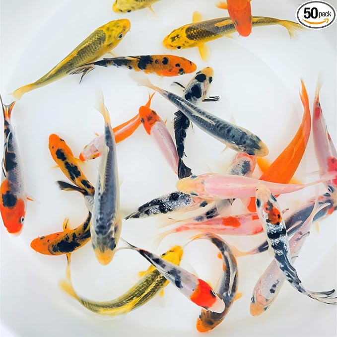 Toledo Goldfish Standard Fin Koi, Variety of Colors and Patterns - Beautiful Live Fish Perfect for Ponds, Tanks, and Aquariums - 3-4 Inches, 50 Count