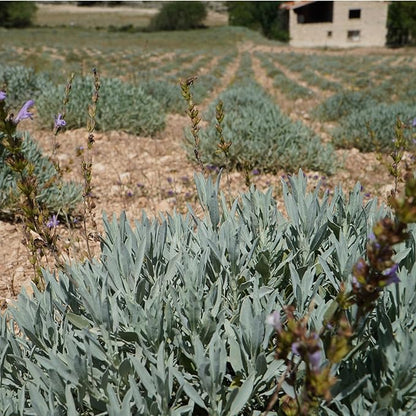 Sage Essential Oil