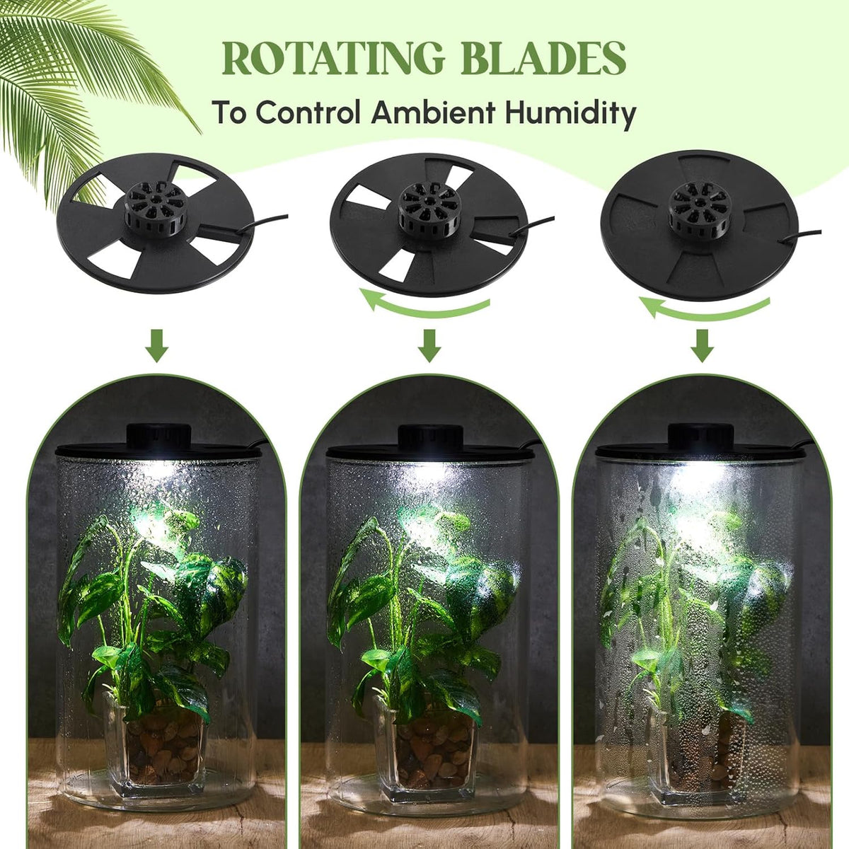 Maxdot Glass Plant Terrarium Kit with Light for Succulent, Moss, Miniature Gardening Landscape, Betta Fish Tank, Office Home Decoration, Plant Lovers Gifts(9.8 x 5.9 Inch)