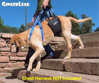 Dog Sling Hind Leg Support, M/LG Unisex with Cutout, Made in USA | Help Pets Walk, K9s Recover from Surgery, Fits Male & Female, Integrated Leash, Machine Wash/Dry, Chest Harness NOT Included