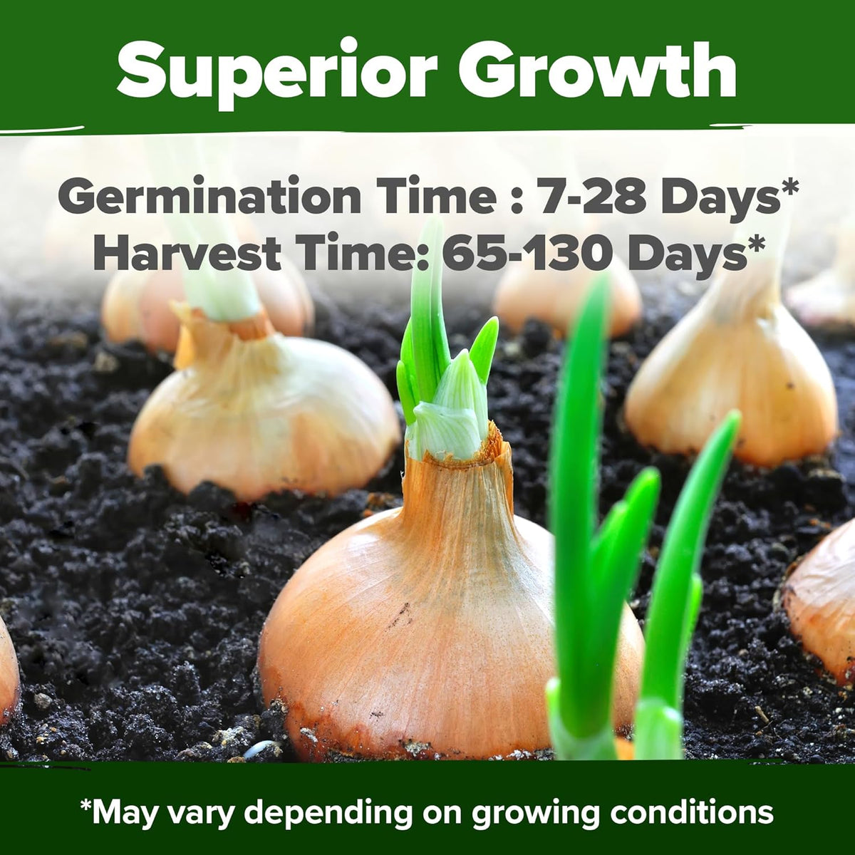 HOME GROWN 𝗨𝗦𝗔 𝗣𝗥𝗘𝗠𝗜𝗨𝗠 8 Onion Seeds for Planting – 1,600 Heirloom 𝗡𝗢𝗡-𝗚𝗠𝗢 Vegetable Seeds – Grow Sweet, Yellow, Red, Spanish, Green & Vidalia Onions in Outdoor or Indoor Home Garden