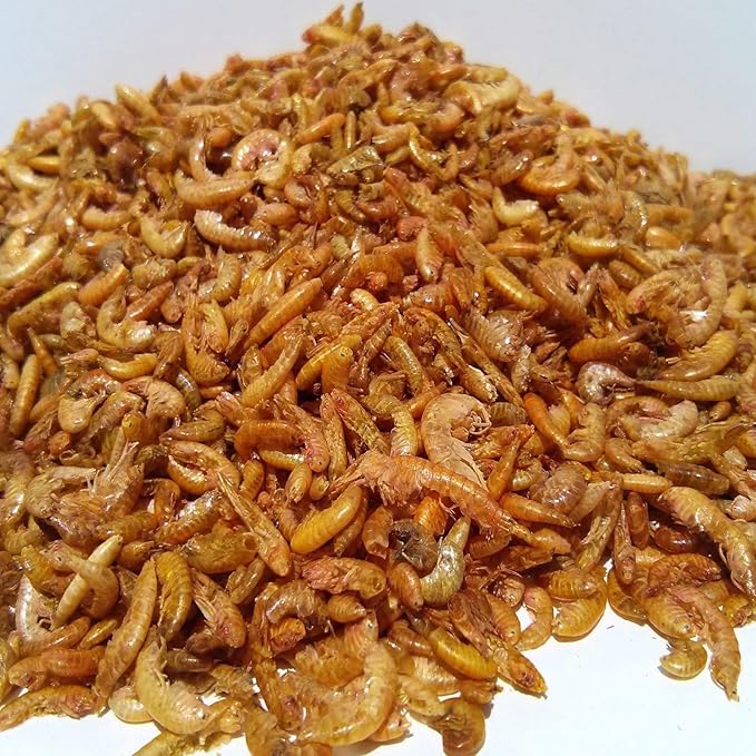 Aquatic Foods Inc. Gammarus - Freeze Dried Gammarus for Small & Medium Tropical Fish, Cichlids, Groumis, Catfish, Marine Fish, Corals, Anemones, Baby Koi and Pond Fish - 1/8-lb