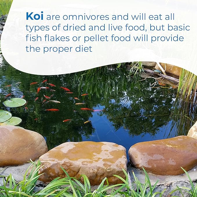 Toledo Goldfish Standard Fin Koi, Variety of Colors and Patterns - Beautiful Live Fish Perfect for Ponds, Tanks, and Aquariums - 5-6 Inches, 5 Count