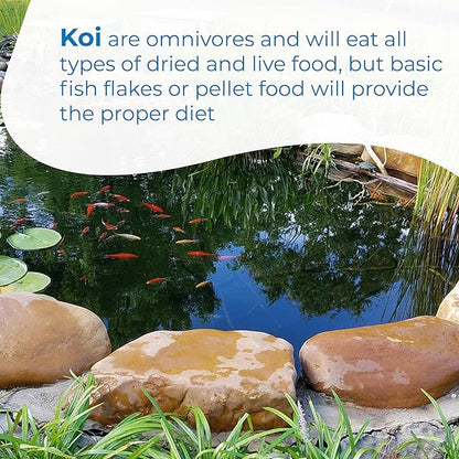 Toledo Goldfish Standard Fin Koi, Variety of Colors and Patterns - Beautiful Live Fish Perfect for Ponds, Tanks, and Aquariums - 5-6 Inches, 5 Count