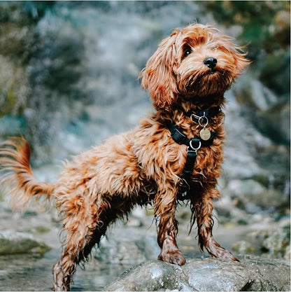 Blue-9 Buckle-Neck Balance Harness, Fully Customizable Fit No-Pull Harness, Ideal for Dog Training and Obedience, Made in The USA, Camo, Small