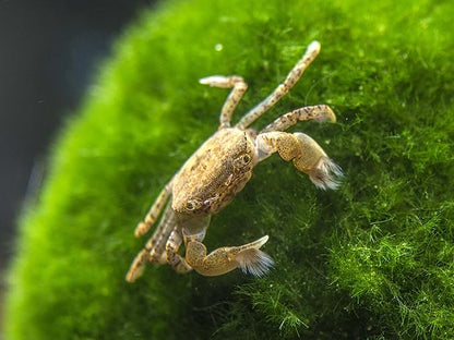 Aquatic Arts 3 Live Freshwater Pom Pom Crabs | Real Living Nano Aquarium Fish Tank Pet | Betta/Danio/Rasbora/Guppy Compatible