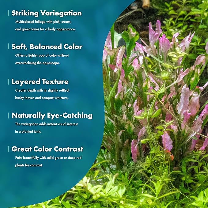 SubstrateSource Live Aquarium Stem Plants - Freshwater Aquatic Plant for Fish Tanks, Aquascaping - (Alternanthera Reineckii Variegatus, 1 Bunch)