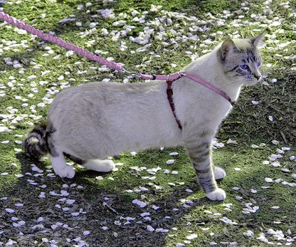 PetSafe Come with Me Kitty Harness and Bungee Cat Leash, Dusty Rose, Medium | Adjustable 2-Point Fit Applies Gentle Pressure to Shoulders, Not Neck, for Small & Average Cats with 10.5 in - 14 in Girth
